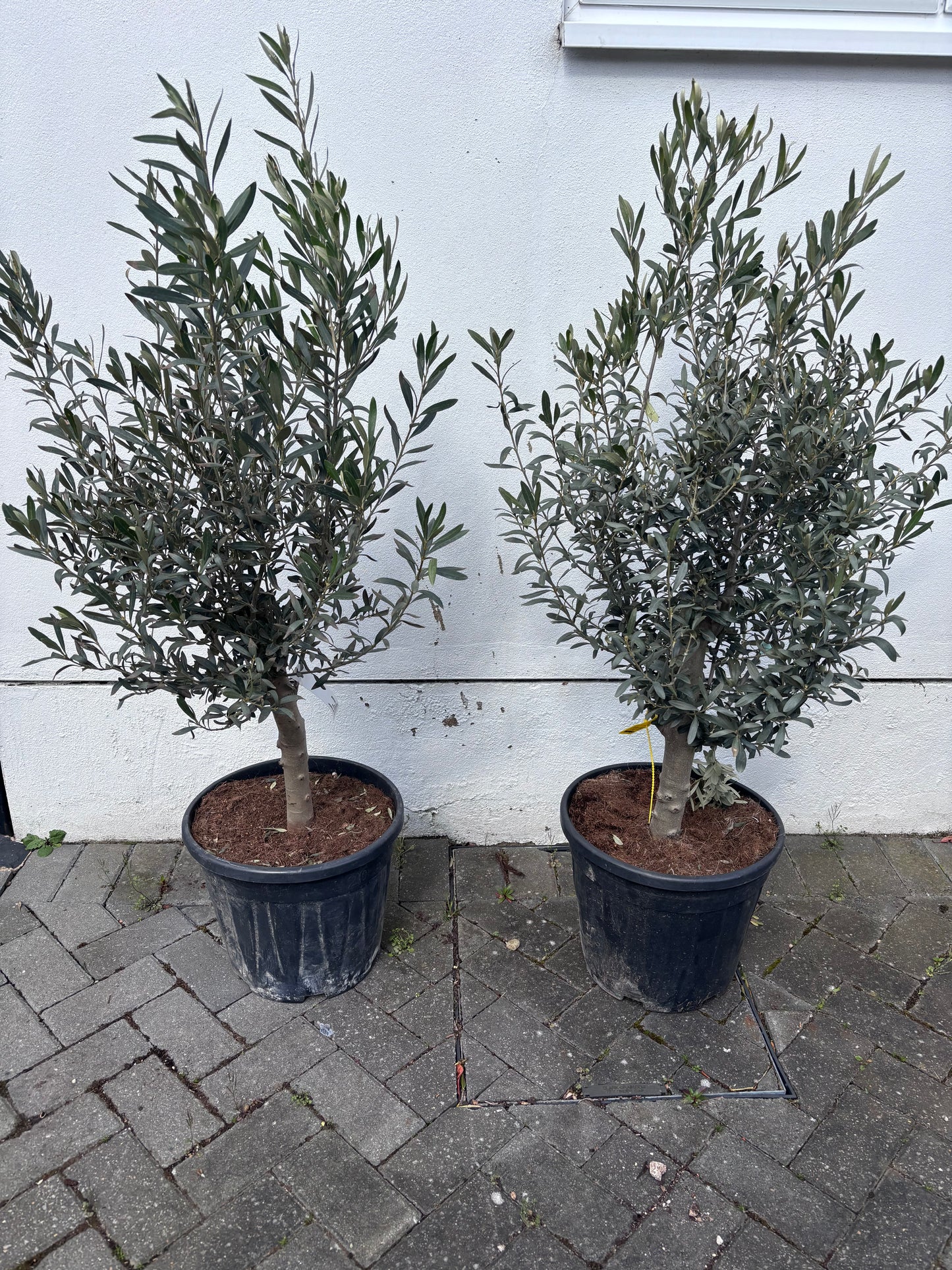 Small Bush Olive Trees