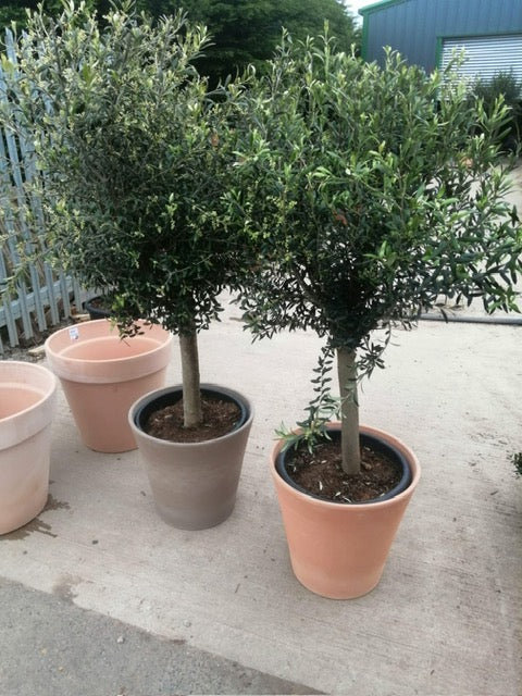 1.8m+ Spanish Olive Tree- 45 ltr