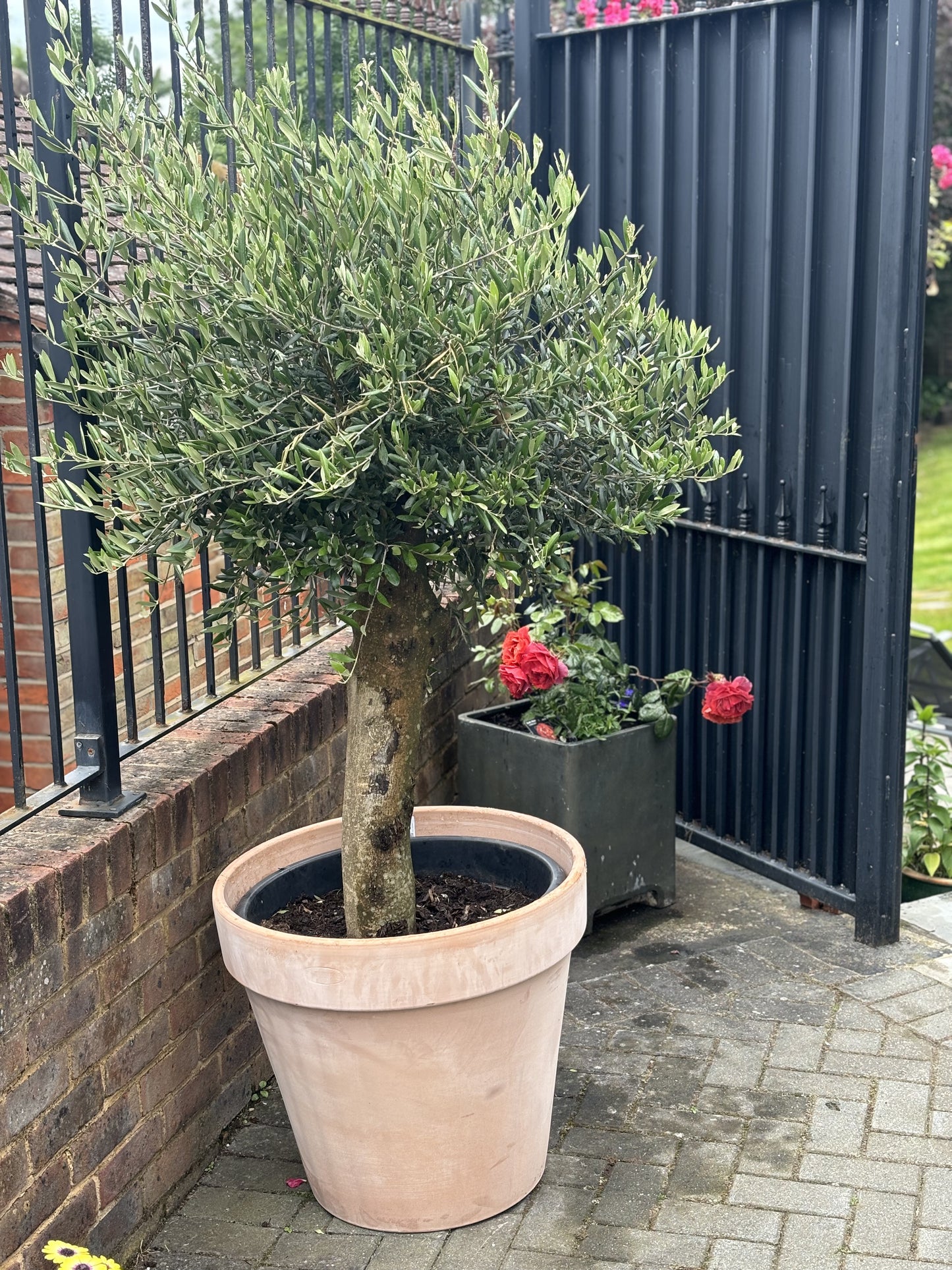 1.8+m Mature Compact Spanish Olive Tree (70 Litre)