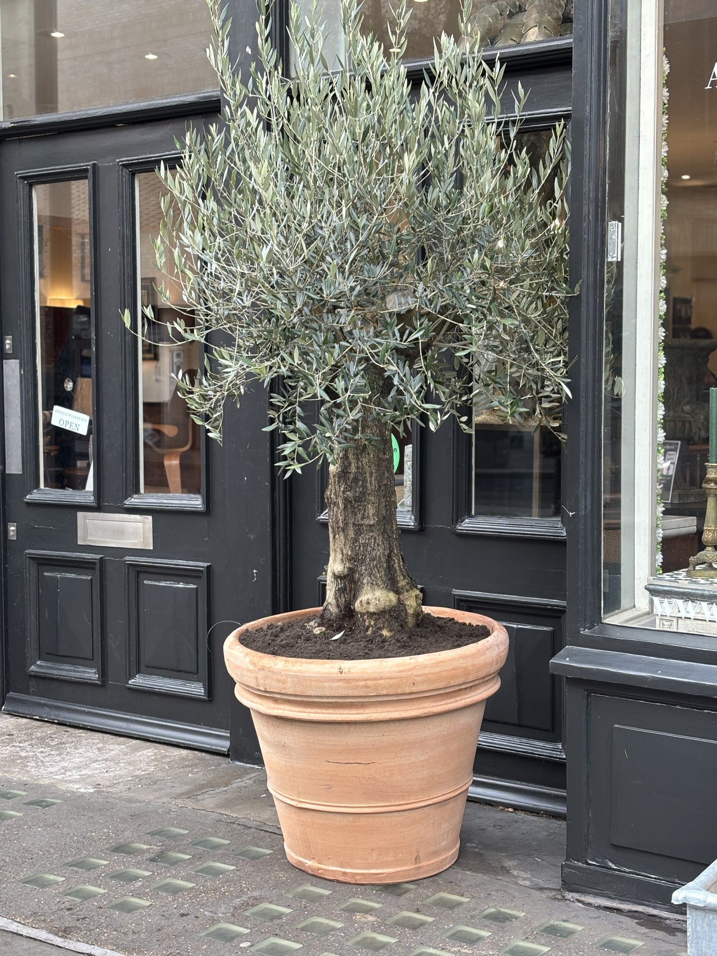 Large Knarly Spanish Olive Tree