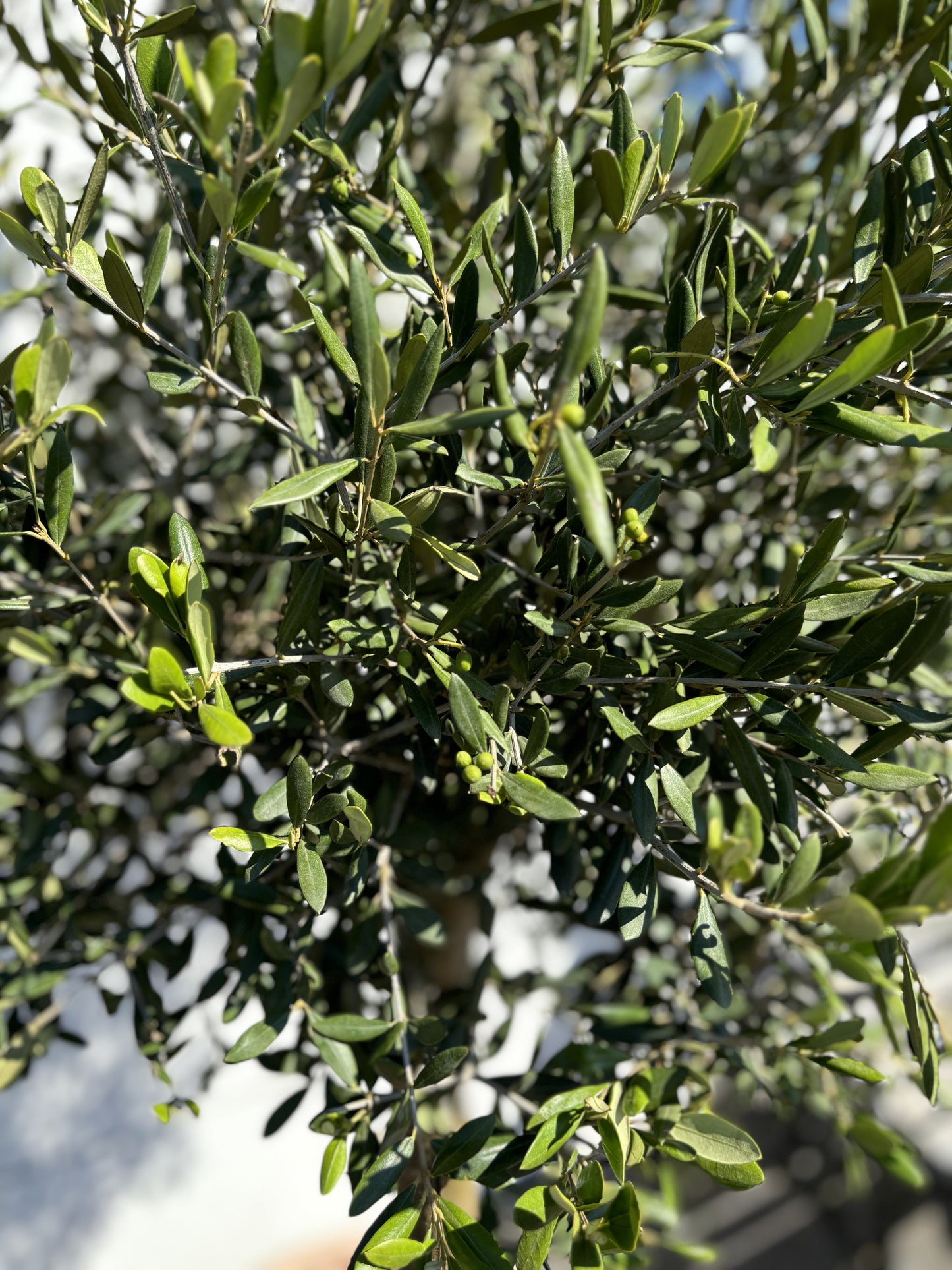 1.8+m Mature Compact Spanish Olive Tree (70 Litre)