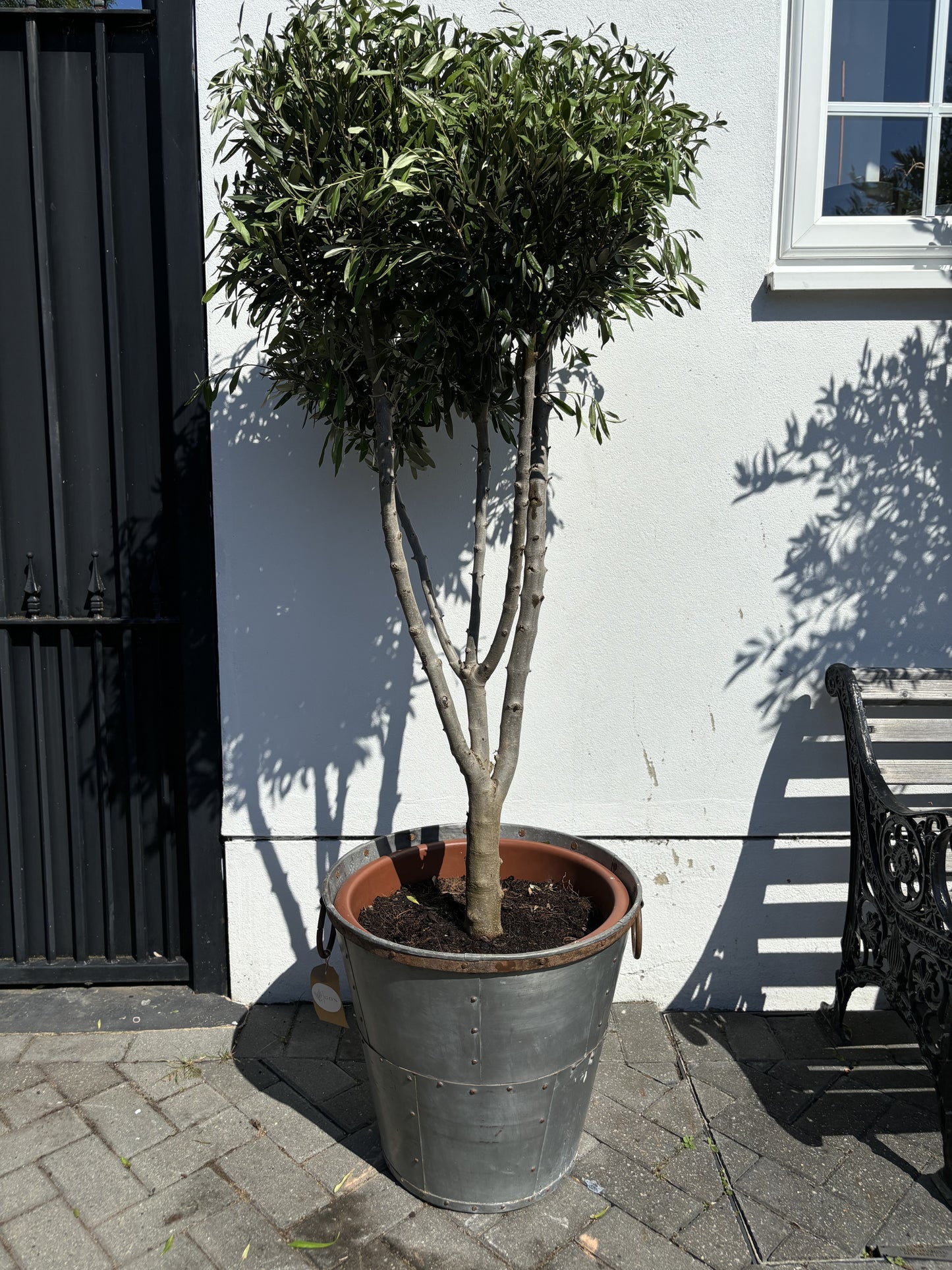 Large Galvanised Pot