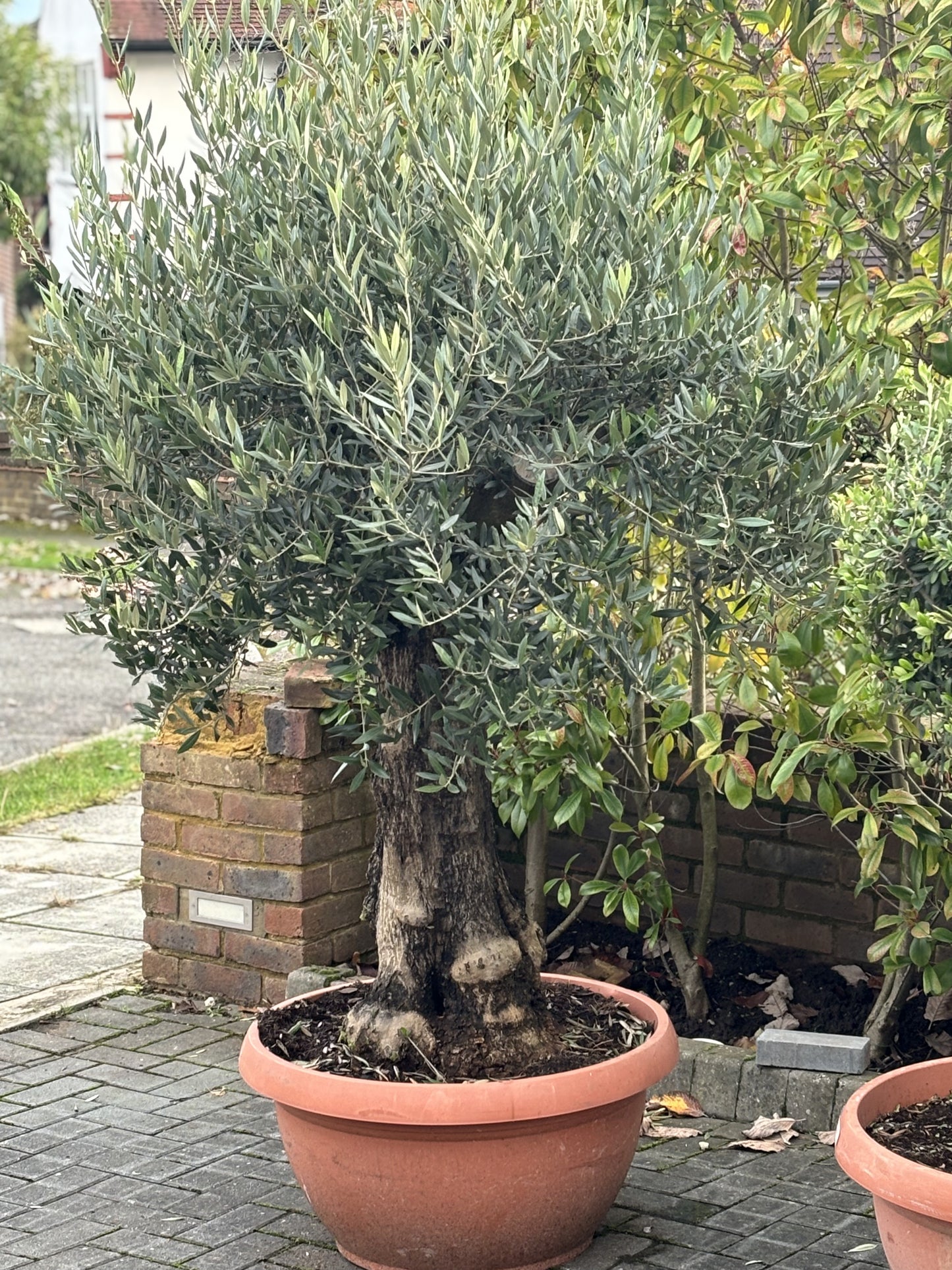 Large Knarly Spanish Olive Tree