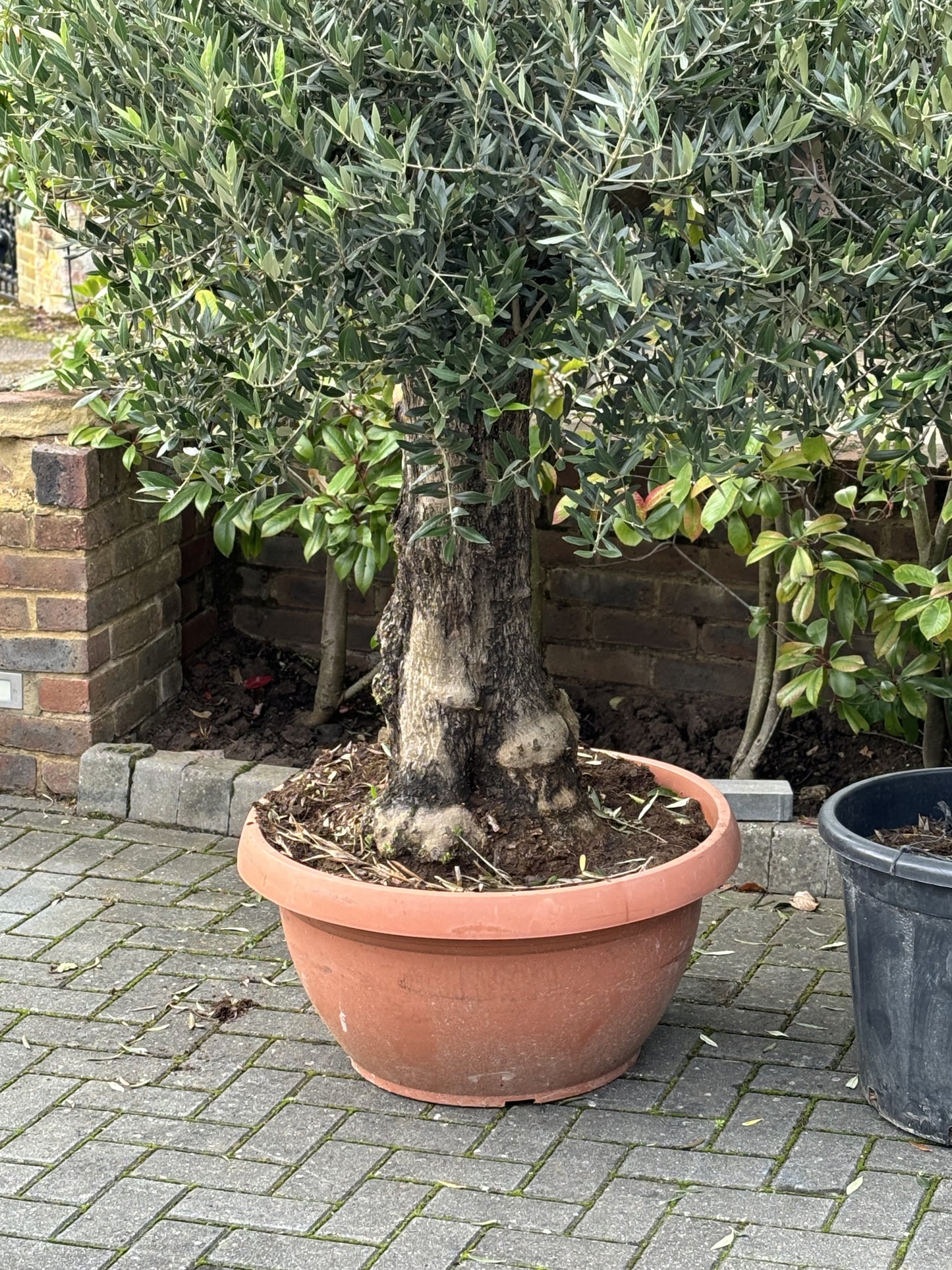 Large Knarly Spanish Olive Tree