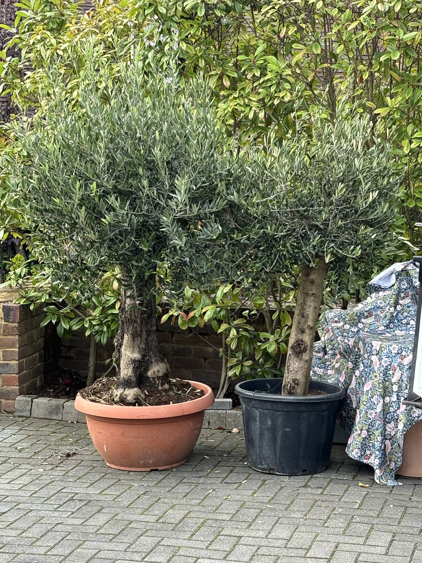 Large Knarly Spanish Olive Tree