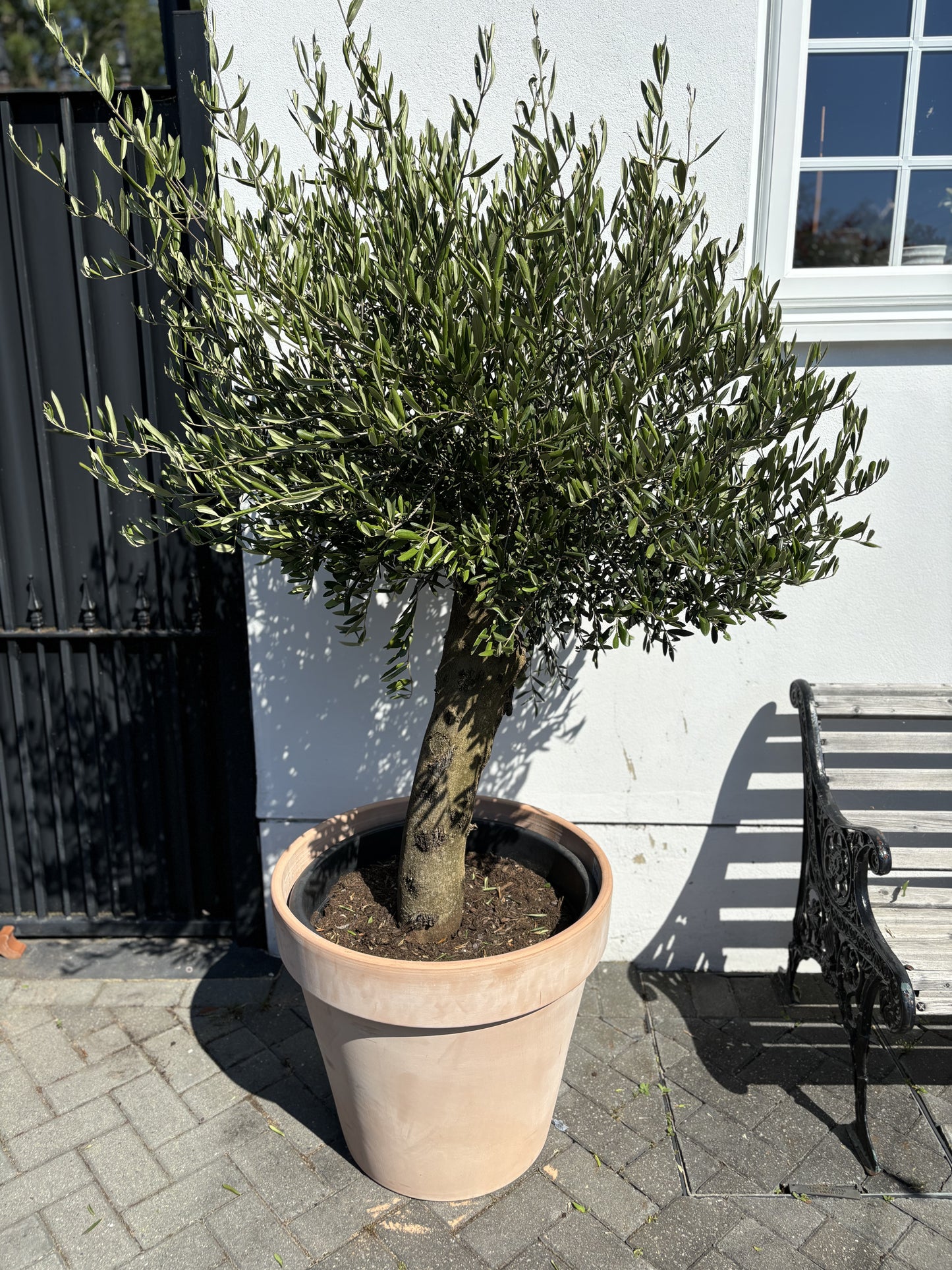 Large Terracotta Pot