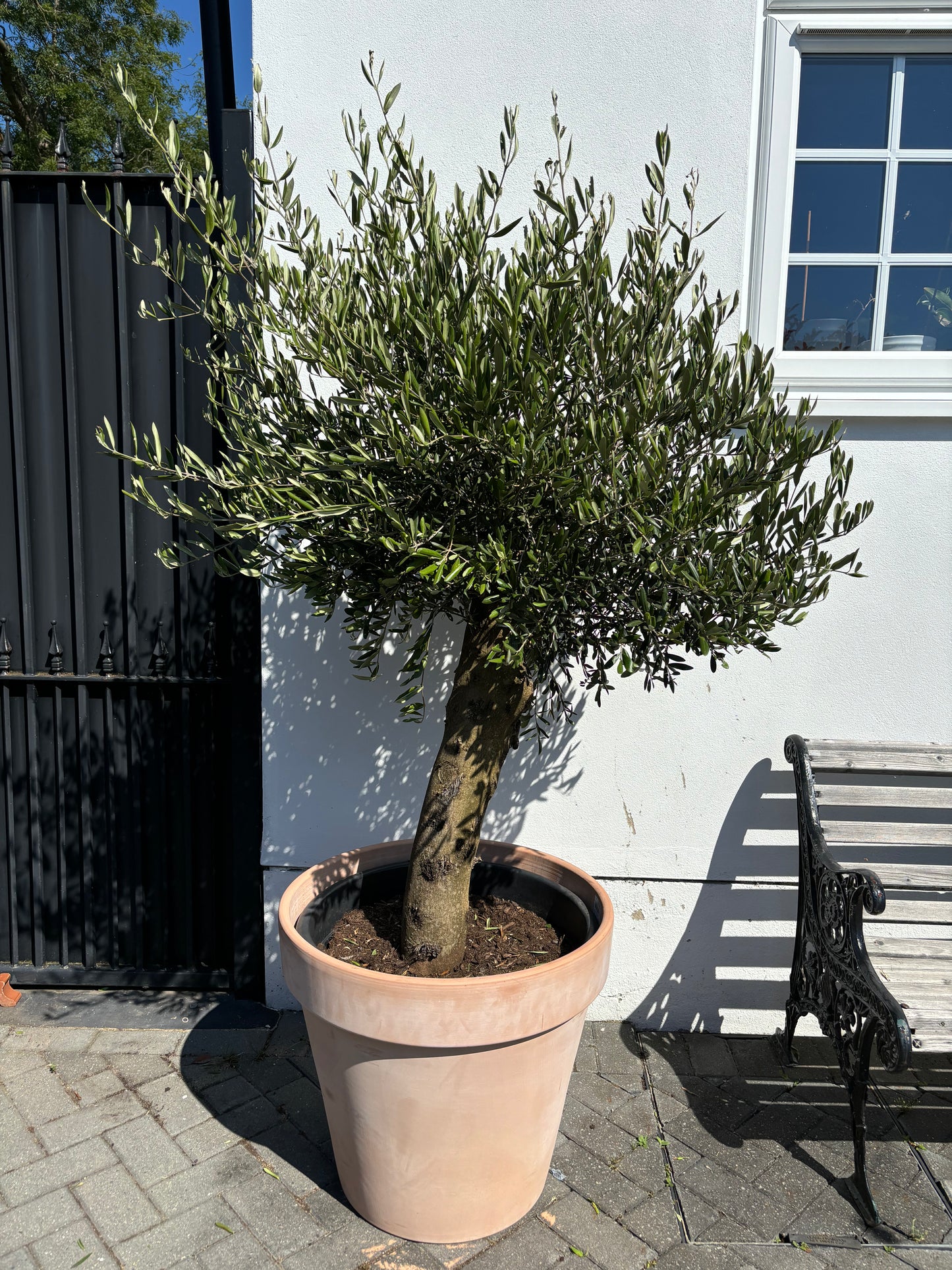 1.8+m Mature Compact Spanish Olive Tree (70 Litre)