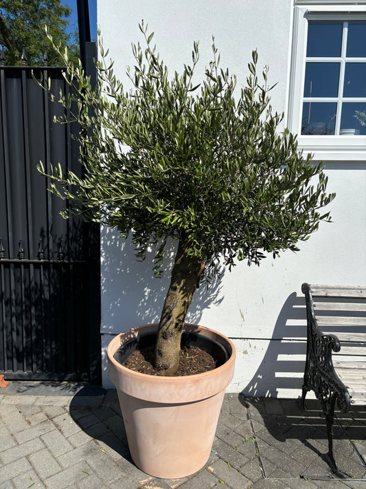 1.8+m Mature Compact Spanish Olive Tree (70 Litre)