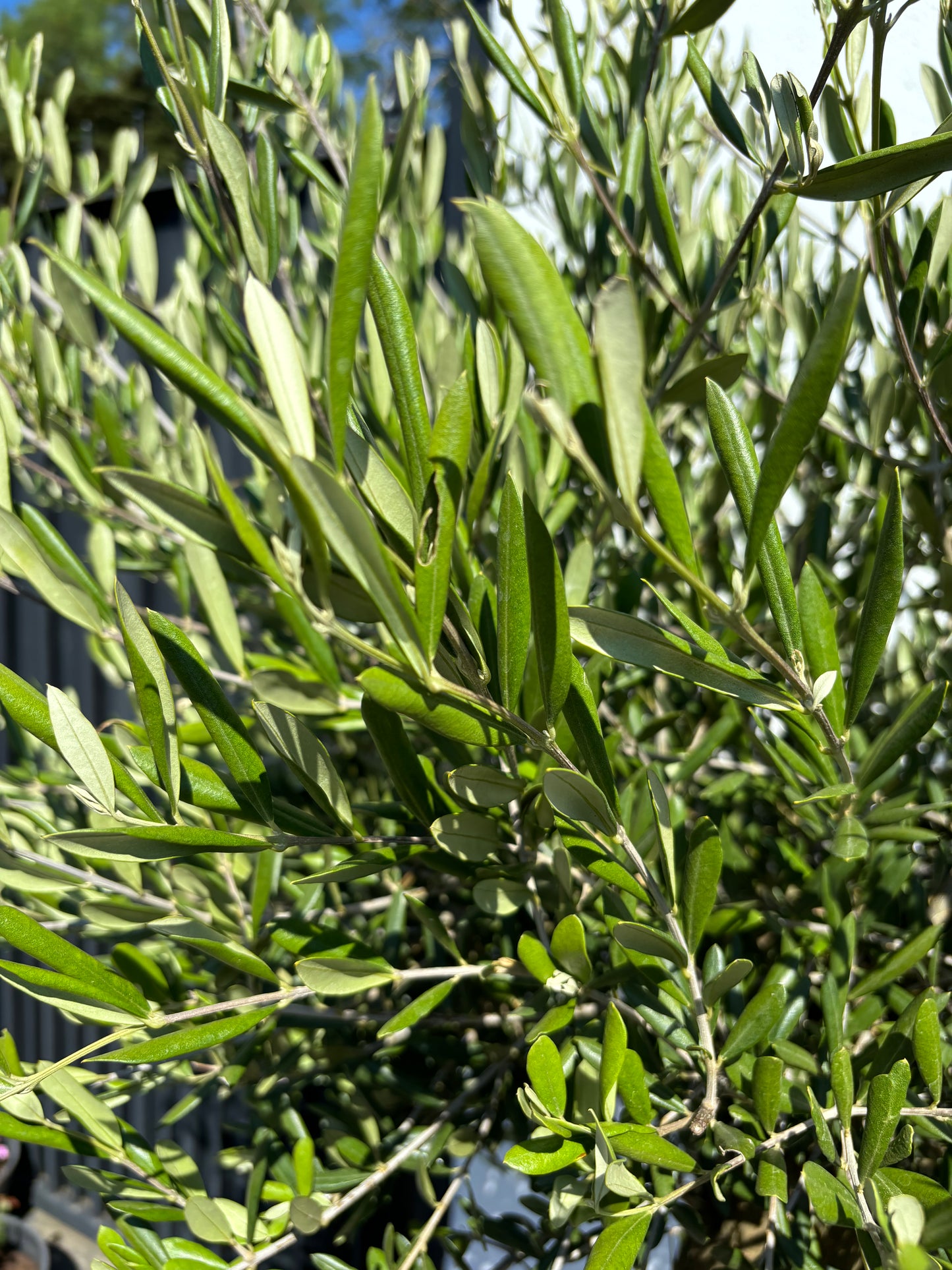 1.8+m Mature Compact Spanish Olive Tree (70 Litre)