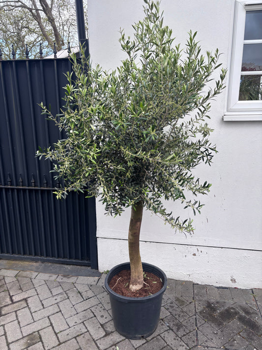 1.8m+ Spanish Olive Tree- 45 ltr