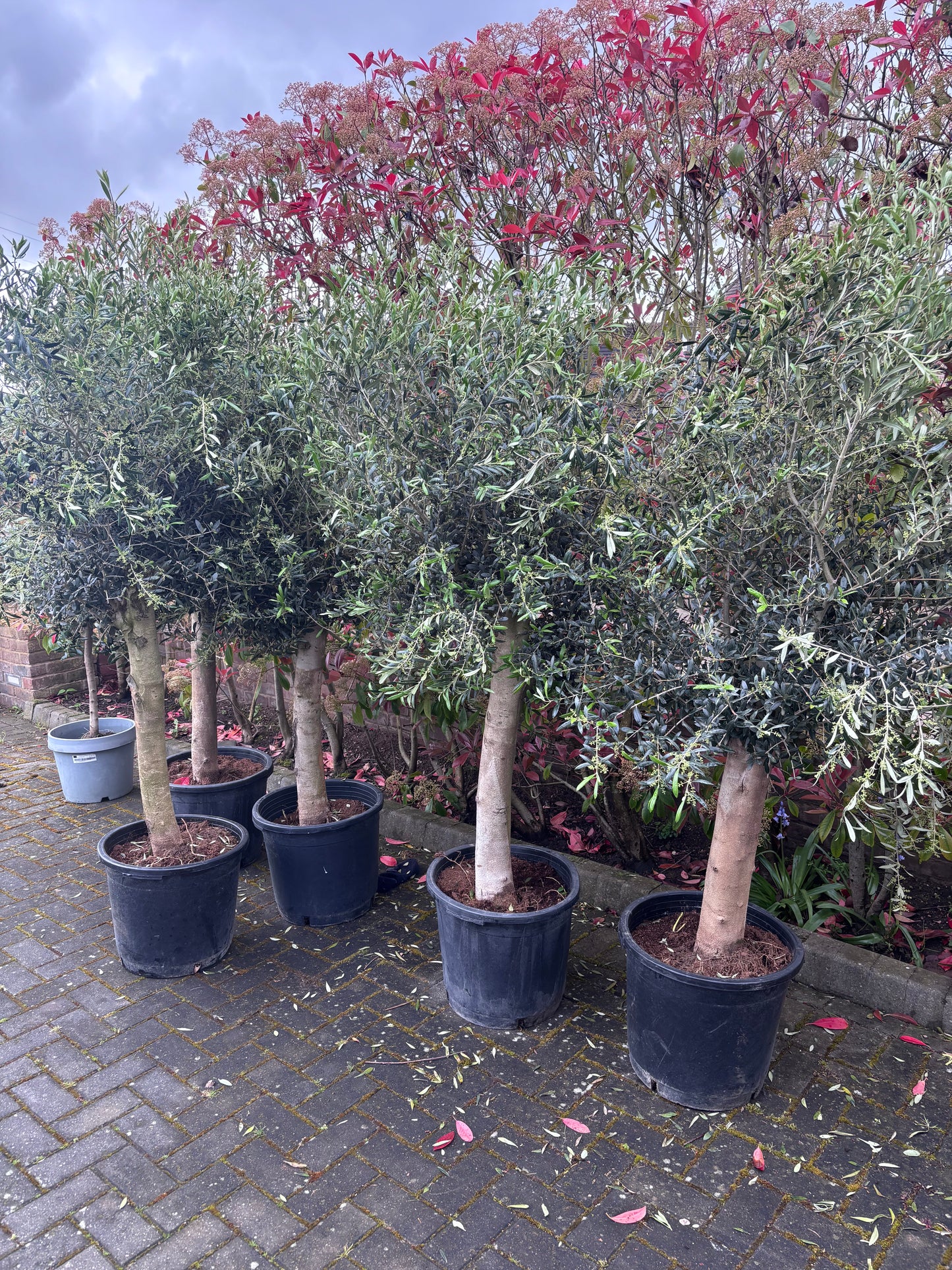 1.8m+ Spanish Olive Tree- 45 ltr