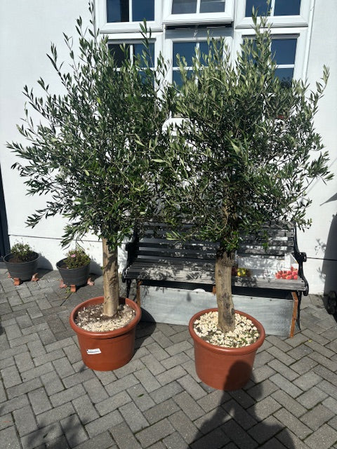 1.7m+ Spanish Olive Tree