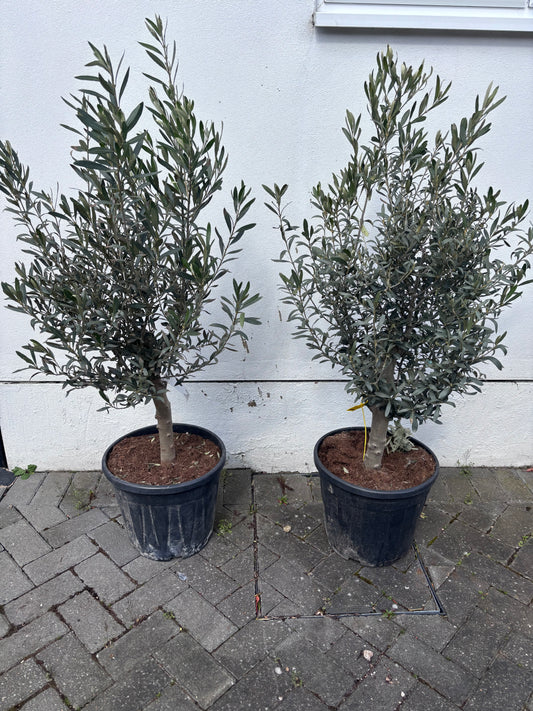 Small Bush Olive Trees